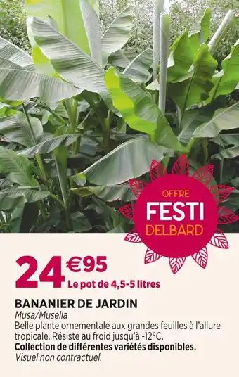 Delbard Bananier de jardin offre
