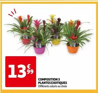Auchan Composition 3 plantes exotiques offre