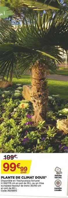 Bricomarché Plante de Climat Doux offre