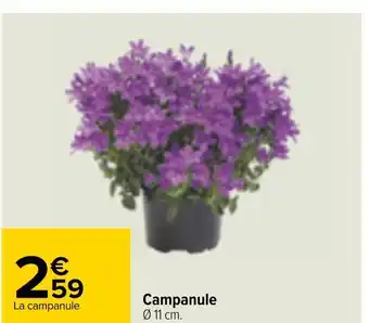 Carrefour Campanule offre