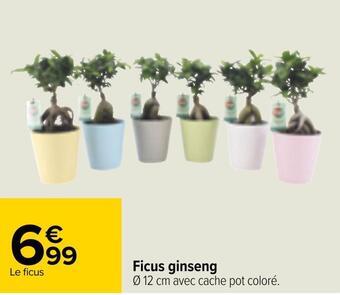 Carrefour Ficus ginseng offre