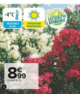 Carrefour Market Laurier rose offre