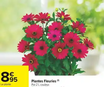 Carrefour Market Plantes fleuries offre