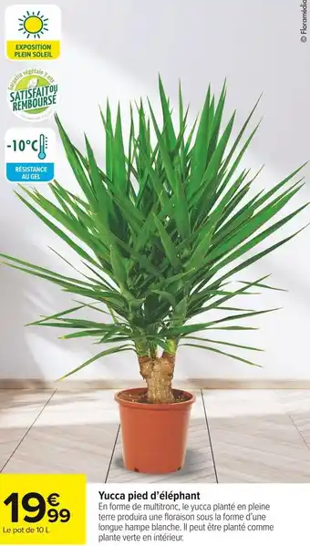 Carrefour Market Yucca pied d’éléphant offre
