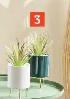 Succulente artificielle H 21 cm