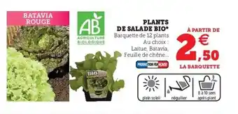 Hyper U Plants de salade bio offre