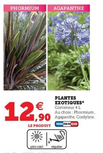 Hyper U Plantes exotiques offre
