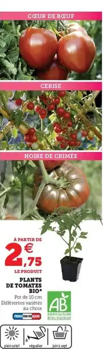 Plants de tomates bio