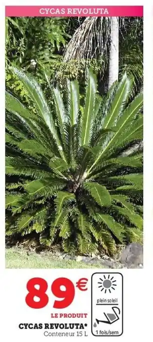 Cycas revoluta