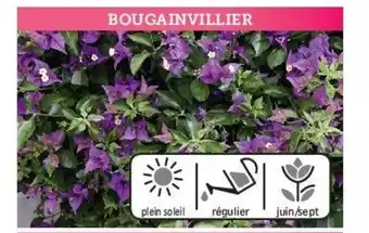 Hyper U Plantes méditerranéennes offre