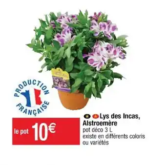 Lys Des Incas Alstroemère