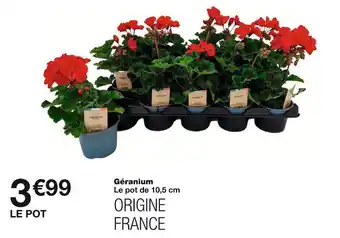 Géranium