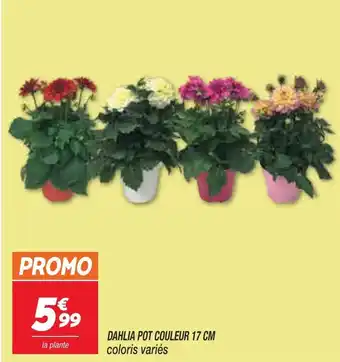 Netto Dahlia pot couleur 17 cm offre