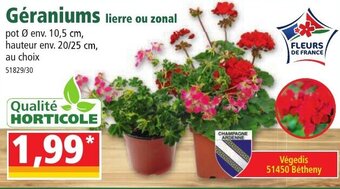 Norma Géraniums offre
