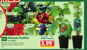 Norma Arbuste fruitier en espalier offre