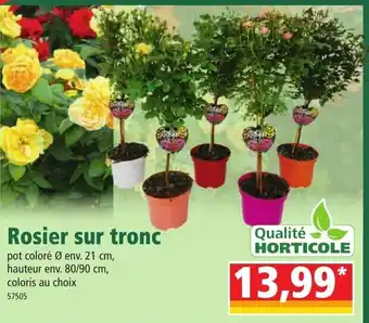 Norma Rosier sur tronc offre