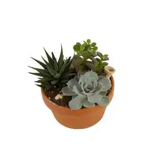 Truffaut Plantes succulentes ou cactus en coupe offre