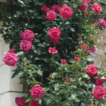 Truffaut Rosier grimpant boutonné fleuri offre