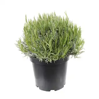 Truffaut Lavande angustifolia offre