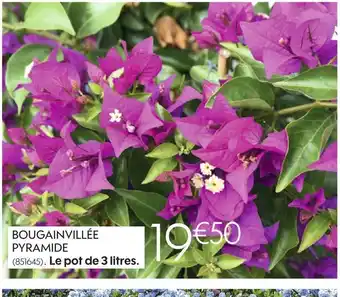 Bougainvillée pyramide