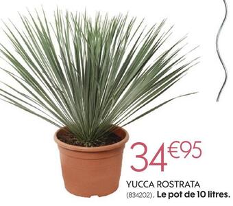 Truffaut Yucca rostrata offre