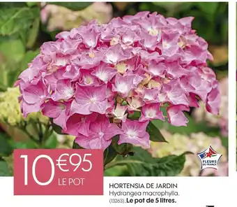 Truffaut Hortensia de jardin offre