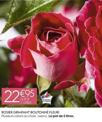 Rosier grimpant boutonné fleuri