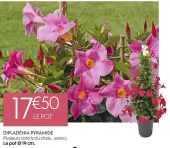 Truffaut Dipladénia pyramide offre