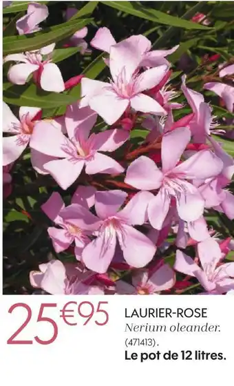 Truffaut Laurier-rose offre