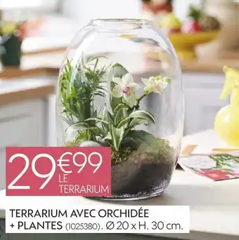 Truffaut Terrarium avec orchidée + plantes offre