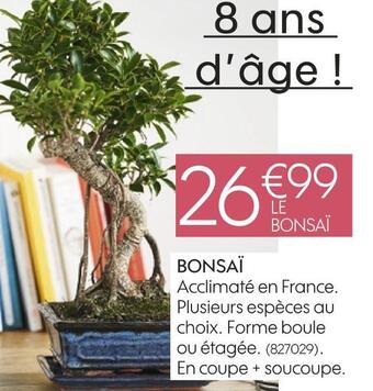 Truffaut Bonsaï offre