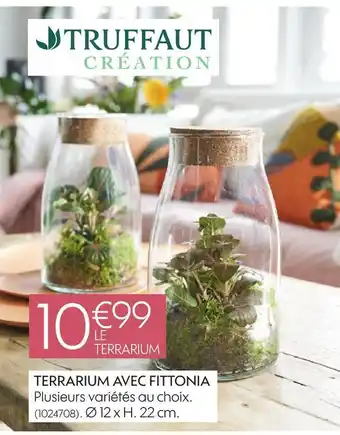 Truffaut Truffaut terrarium avec fittonia offre