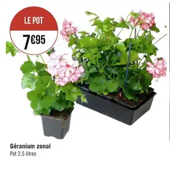 Géranium zonal