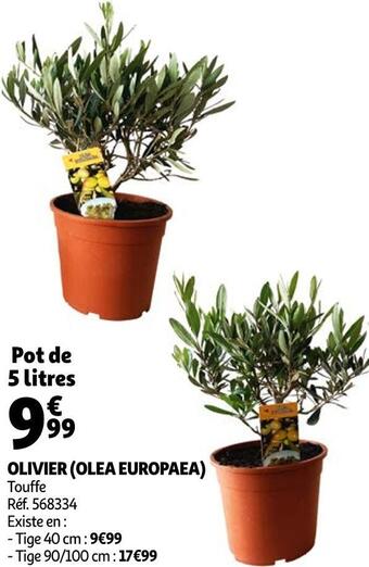 Auchan Olivier (olea europaea) offre