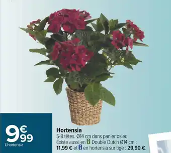Hortensia