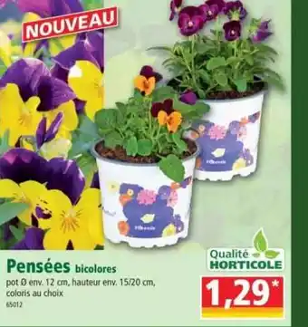 Norma Pensées Bicolores offre
