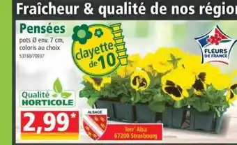 Norma Pensées offre