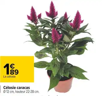 Célosie caracas