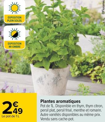 Carrefour Plantes aromatiques offre