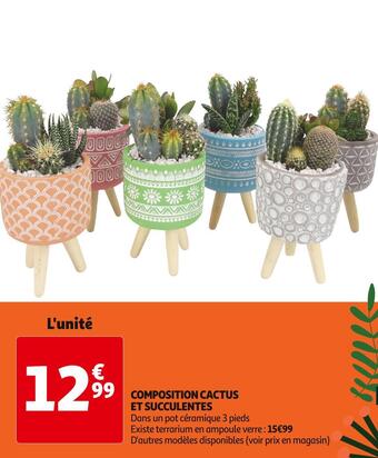 Auchan Composition cactus et succulentes offre
