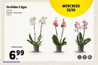 Lidl Orchidée 2 Tiges offre