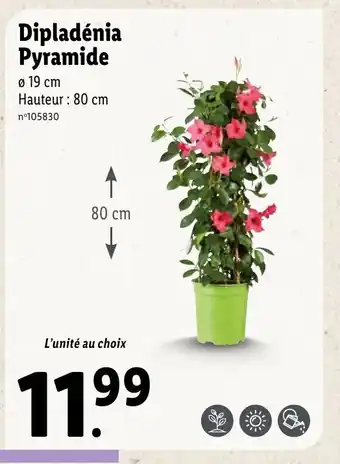 Lidl Dipladénia Pyramide offre