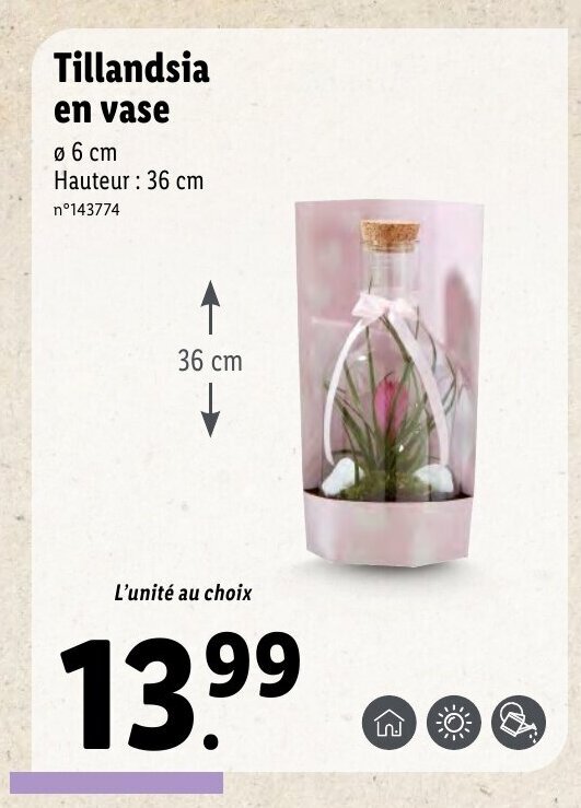 Promo Tillandsia En Vase chez Lidl