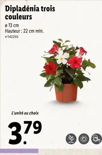 Lidl Dipladénia Trois Couleurs offre