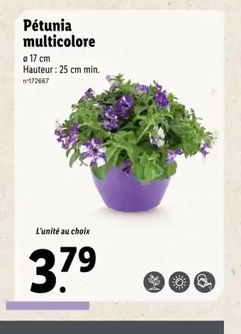 Lidl Pétunia Multicolore offre