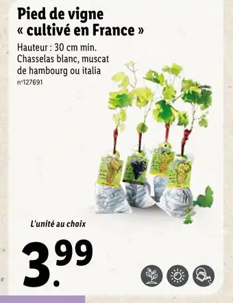Lidl Pied de Vigne Cultivé En France offre