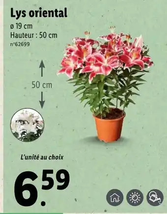 Lidl Lys Oriental offre