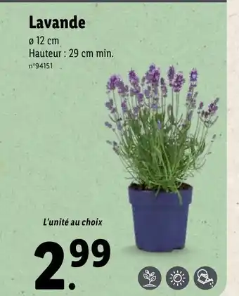 Lidl Lavande offre