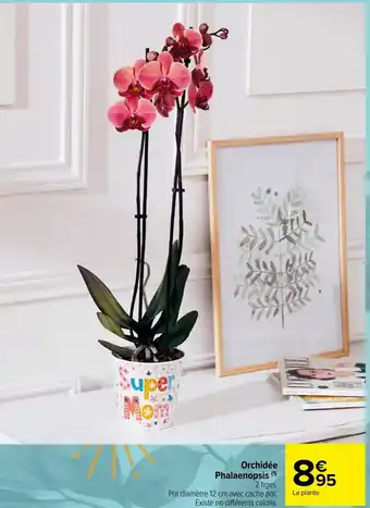 Carrefour Market Orchidée Phalaenopsis offre