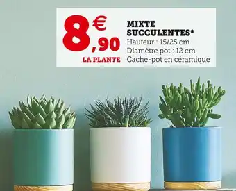 Super U Mixte succulentes offre